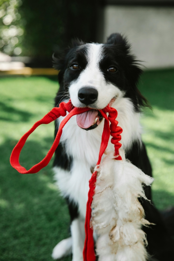 A dog holding a red lead in its mouth