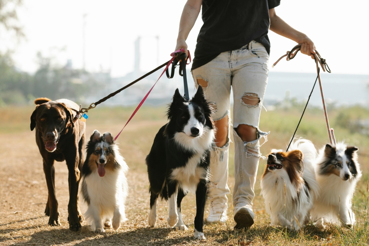 A person walking 5 different dogs